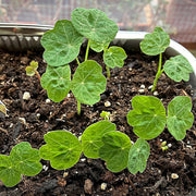 Empress of India Nasturtium - Scarlet Edible Flower Seeds | Heirloom Annual