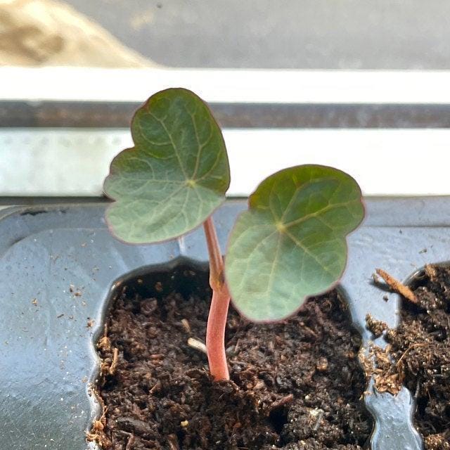Empress of India Nasturtium - Scarlet Edible Flower Seeds | Heirloom Annual
