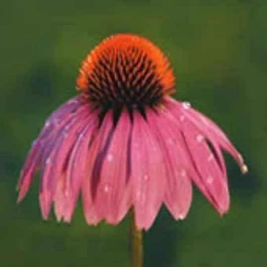 Purple Coneflower Seeds - Echinacea Purpurea Heirloom Wildflower Packet