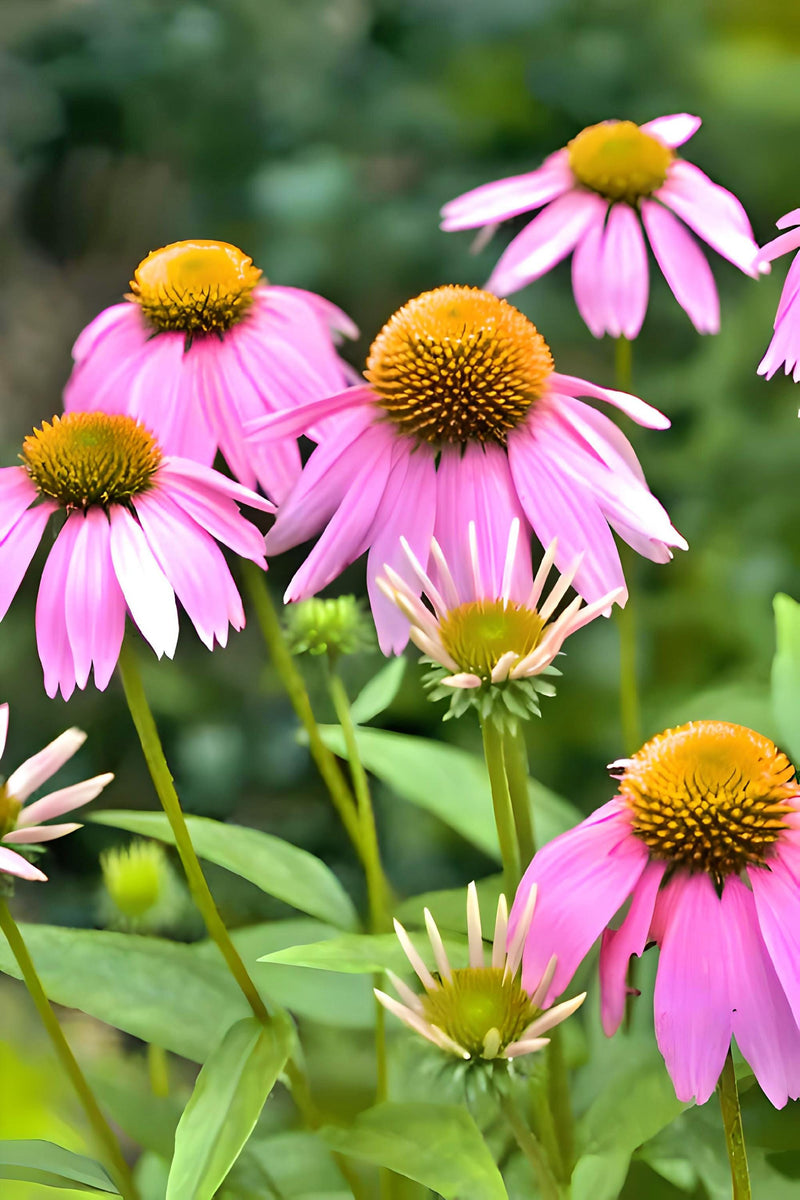 Purple Coneflower Seeds - Echinacea Purpurea Heirloom Wildflower Packet