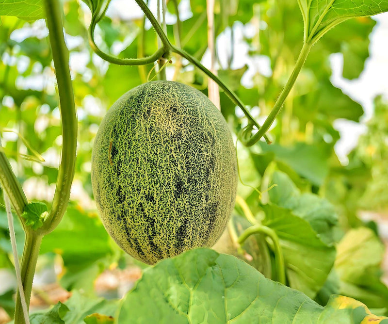 Planters Jumbo Cantaloupe - Heirloom Melon Seeds | Open Pollinated, Non GMO
