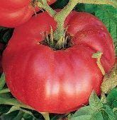 German Johnson Tomato