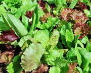 Heirloom Cutting Mix - Leaf Lettuce Seeds | Open Pollinated Vegetable Seed Mix