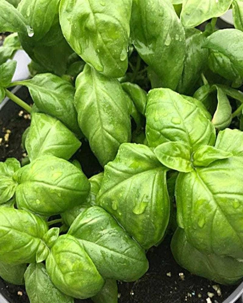 Gram's Heirloom Garden Collection
