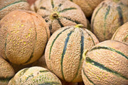 Planters Jumbo Cantaloupe - Heirloom Melon Seeds | Open Pollinated, Non GMO