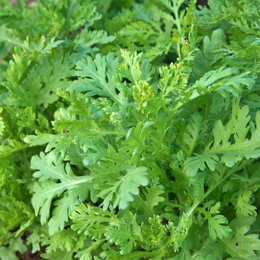 Chop Suey Greens - Heirloom Asian Edible Greens | Non GMO Seeds for Winter Growing