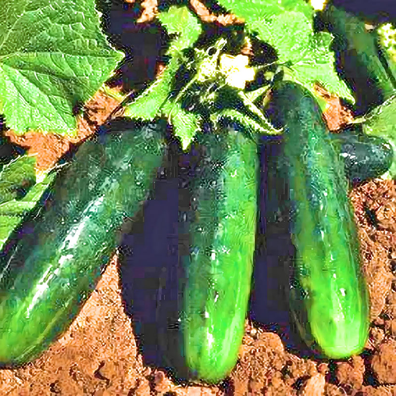 Spacemaster Cucumber Seeds – Compact Bush Variety for Container Gardening, Non GMO Heirloom
