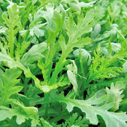 Chop Suey Greens - Heirloom Asian Edible Greens | Non GMO Seeds for Winter Growing