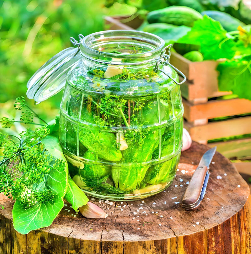 Bushy Cucumber Seeds – Early Pickling Variety for Small Gardens | Compact Plants