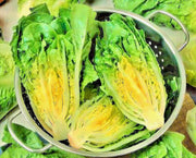 Little Caesar Romaine Lettuce - Organic Heirloom Seeds | Crisp Leafy Greens
