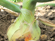 Ailsa Craig Onion - Heirloom Large Bulb Seeds | Sweet Mild Flavor, Non GMO