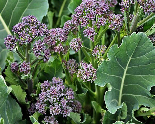 Early Purple Sprouting Broccoli - Heirloom Seeds for Cold Hardy Vegetable Gardens