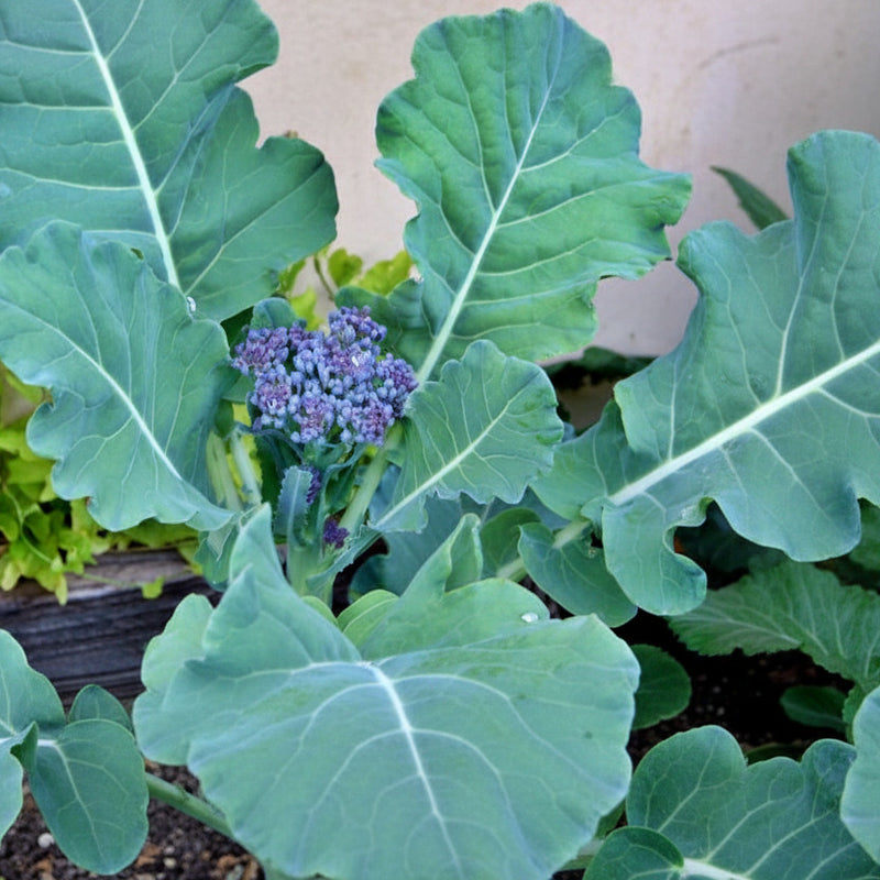 Early Purple Sprouting Broccoli - Heirloom Seeds for Cold Hardy Vegetable Gardens