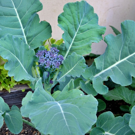 Early Purple Sprouting Broccoli - Heirloom Seeds for Cold Hardy Vegetable Gardens
