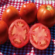Floradel Tomato