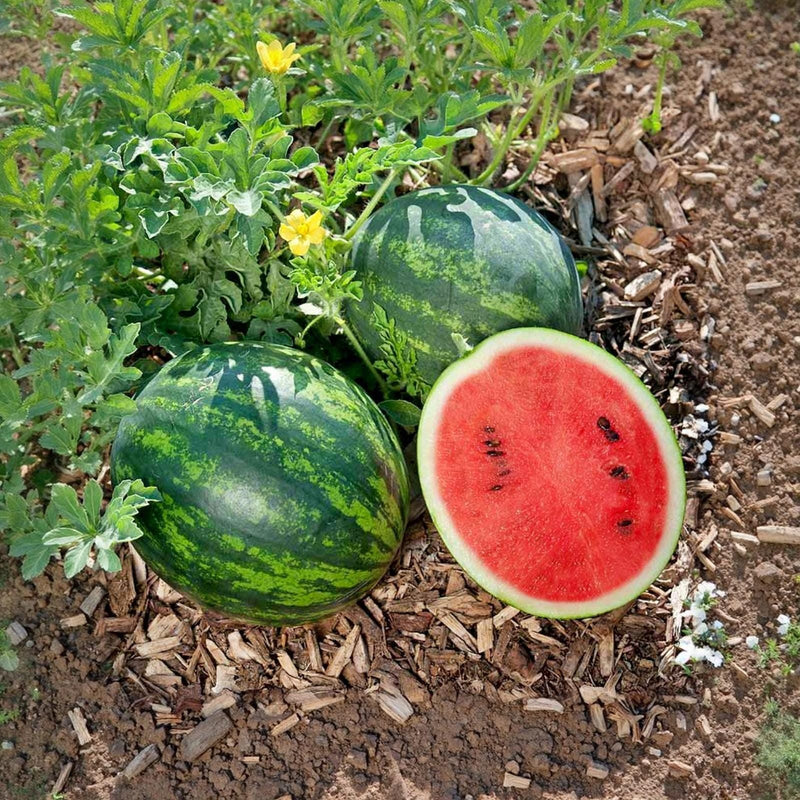 Mini Love (F1) Hybrid, Watermelon 🍉