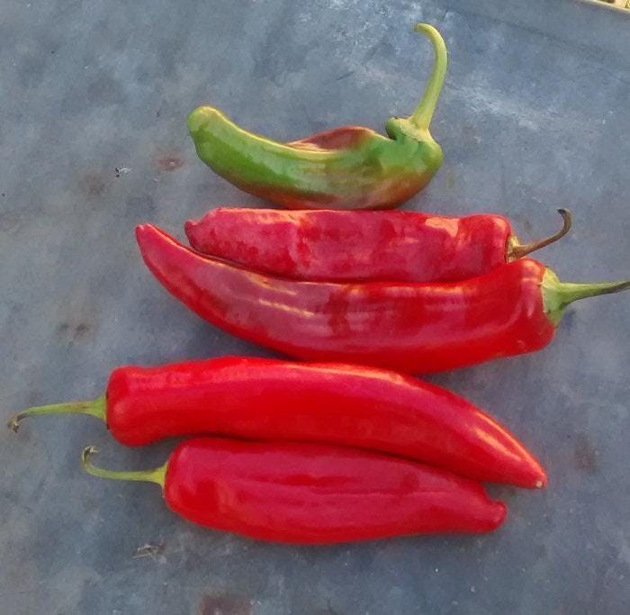 Anaheim, Hot Pepper Seeds: Heirloom, Mild Heat Non-GMO, USA Grown