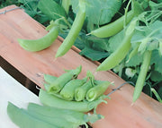 Cascadia Snap Peas – Early Harvest Edible Pod Peas | Compact Garden Seeds