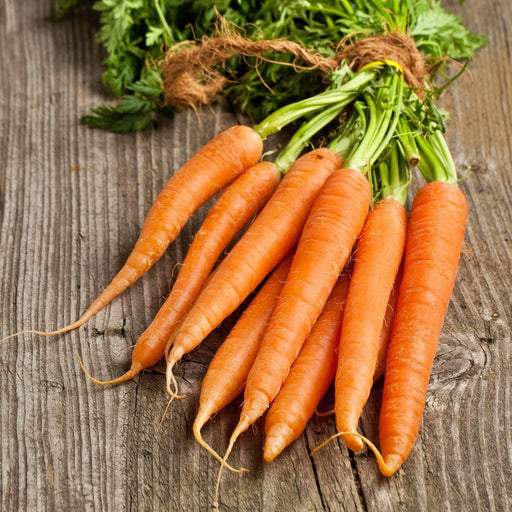 Kuroda Long Carrot Seeds – Sweet Asian Orange Heirloom Carrots for Raised Beds