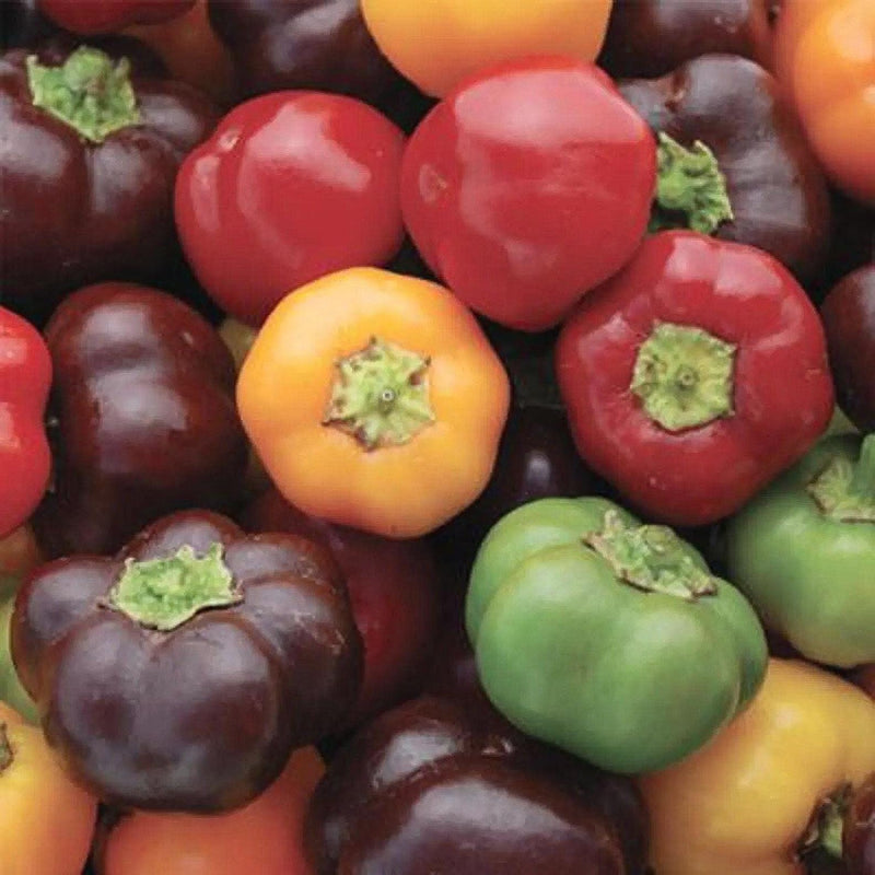 Mini Sweet Bell Peppers