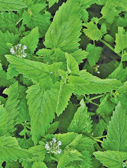Catnip Herb Seeds - Heirloom, Non GMO, Perennial Garden Herb for Pollinators
