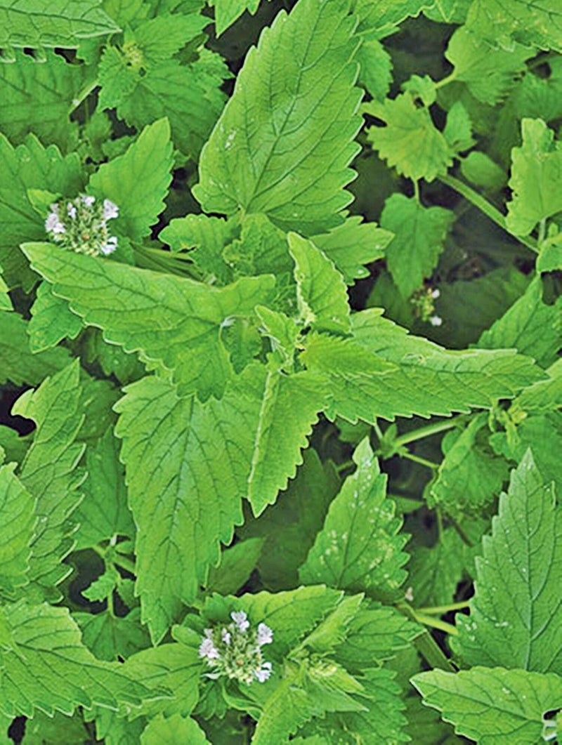 Catnip Herb Seeds - Heirloom, Non GMO, Perennial Garden Herb for Pollinators