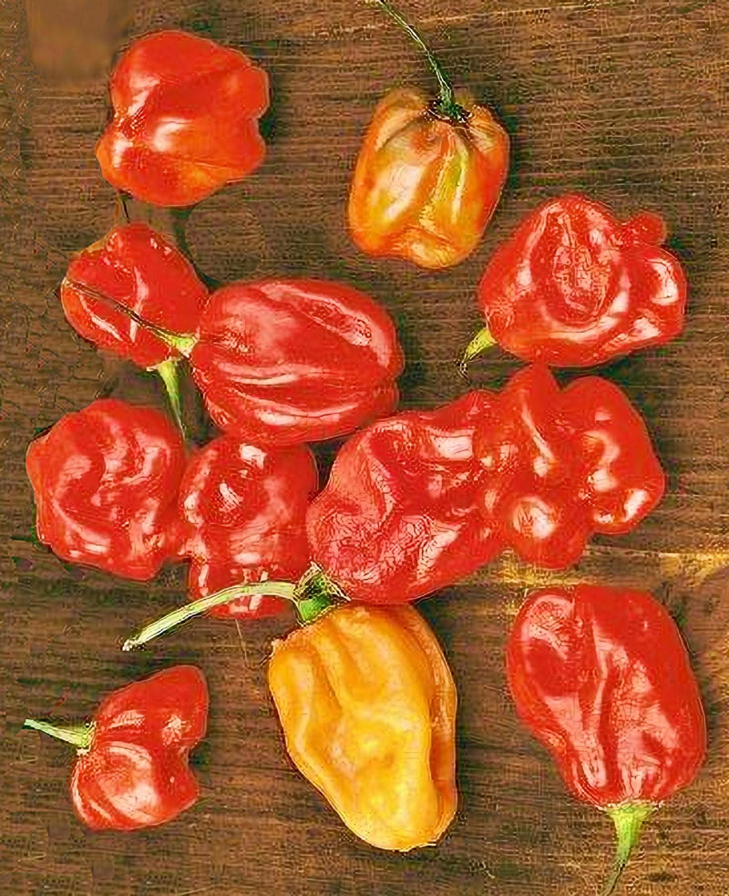 Sweet Red Habanero Seeds - Heat-Less, Mild Tropical Peppers | Open Pollinated