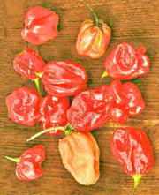 Sweet Red Habanero Seeds - Heat-Less, Mild Tropical Peppers | Open Pollinated