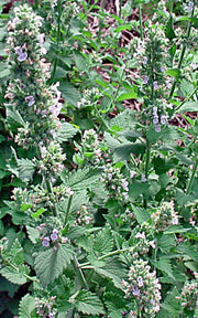 Catnip Herb Seeds - Heirloom, Non GMO, Perennial Garden Herb for Pollinators