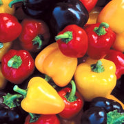 Mini Sweet Bell Peppers