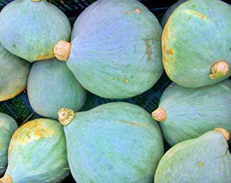 Baby Green Hubbard Winter Squash Seeds – Heirloom, Non GMO, Open Pollinated