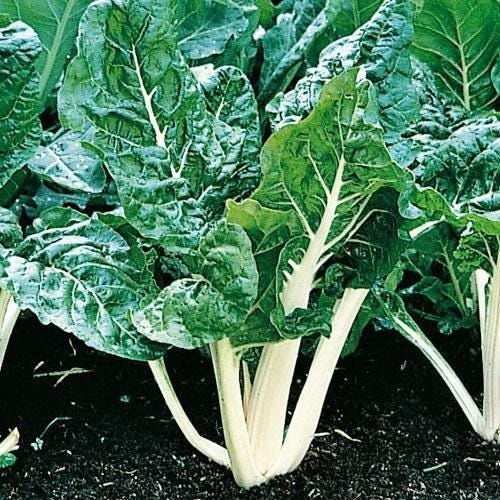 Lucullus Swiss Chard - Heirloom Vegetable Seeds | Savoyed Green Leaves & Mild Flavor