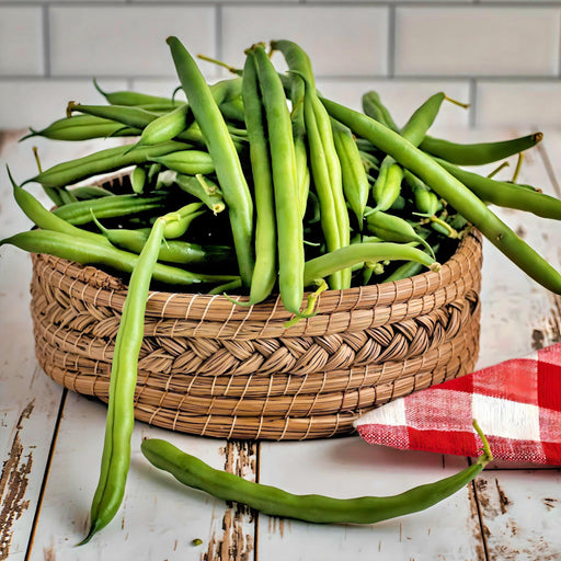 Kentucky Wonder Pole Bean - Heirloom Brown Stringless Green Beans, High Yield