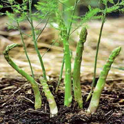 UC 72 Asparagus Seeds – Drought Tolerant, Fusarium Wilt Resistant Vegetable Seeds