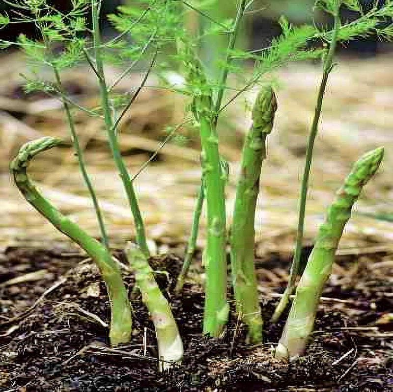 UC 72 Asparagus Seeds – Drought Tolerant, Fusarium Wilt Resistant Vegetable Seeds