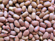Red Swan Bush Beans