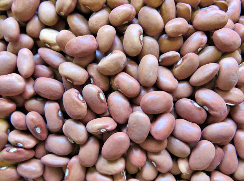 Red Swan Bush Beans