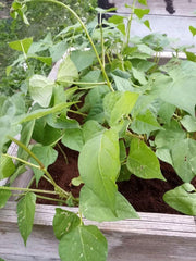 Red Swan Bush Beans