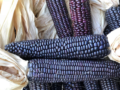 Blue Corn Seeds - Heirloom Organic Vegetable Seeds | High Altitude, Cold Soil Variety