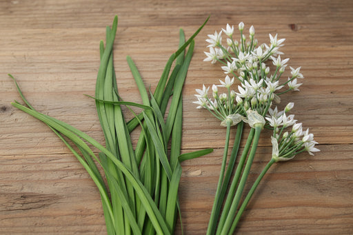 Garlic Chives Seeds