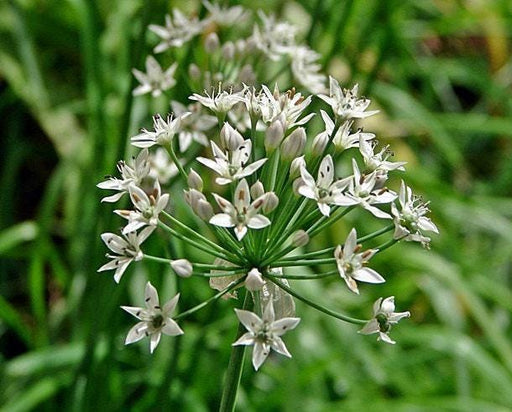 Garlic Chives Seeds