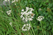 Garlic Chives Seeds