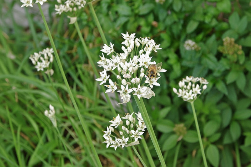 Garlic Chives Seeds