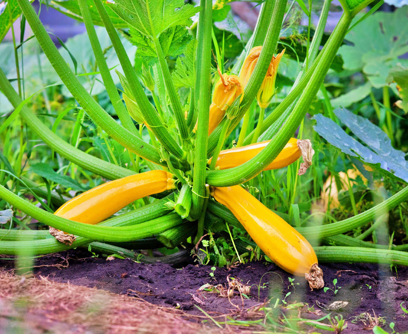 A vibrant yellow zucchini plant with green leaves and stems growing in a garden.
