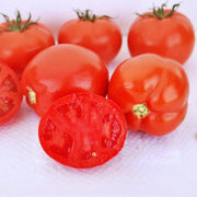 Saucy Lady Tomato