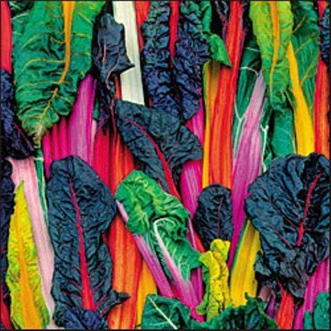 Five Color Silverbeets Swiss Chard