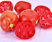 Saucy Lady Tomato