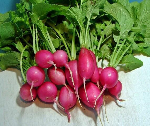 Heirloom Radish Seeds – Fast Maturing Cherry Red Radishes for Salad Gardens