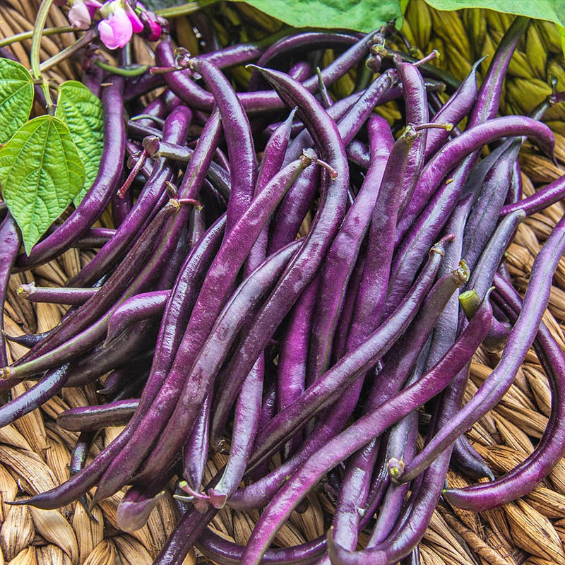 Purple Queen Bush Beans – Productive, Disease Resistant Heirloom Vegetable Seeds