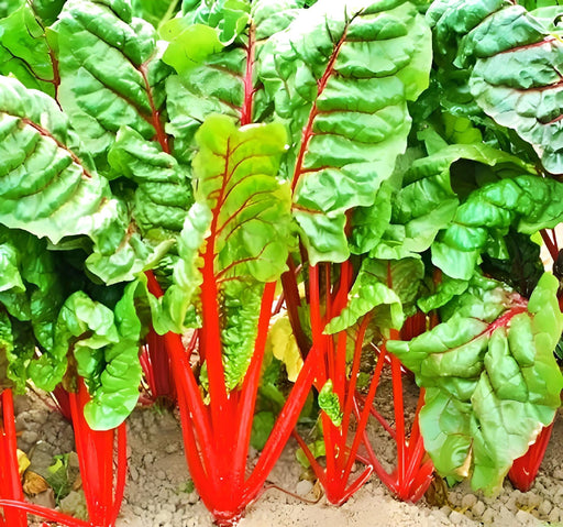 Rhubarb Swiss Chard Seeds - Heirloom Vegetable Garden Greens | Box Garden